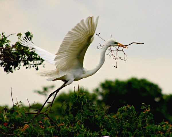 Avian Angel