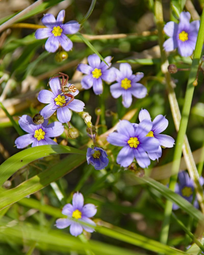 Blue-eyed Grass with Crab Spider