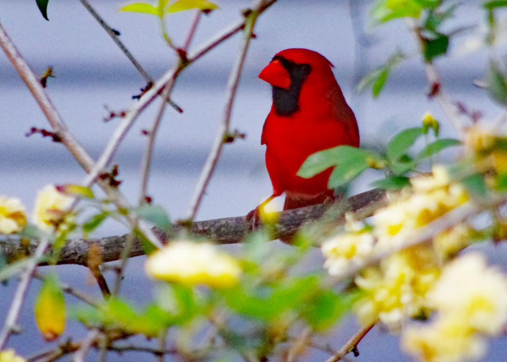 Cardinal Red Bird