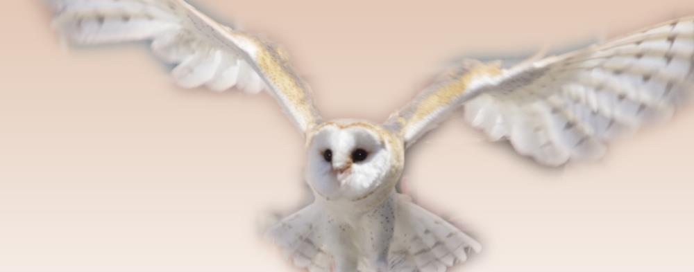 Flight (Barn Owl)