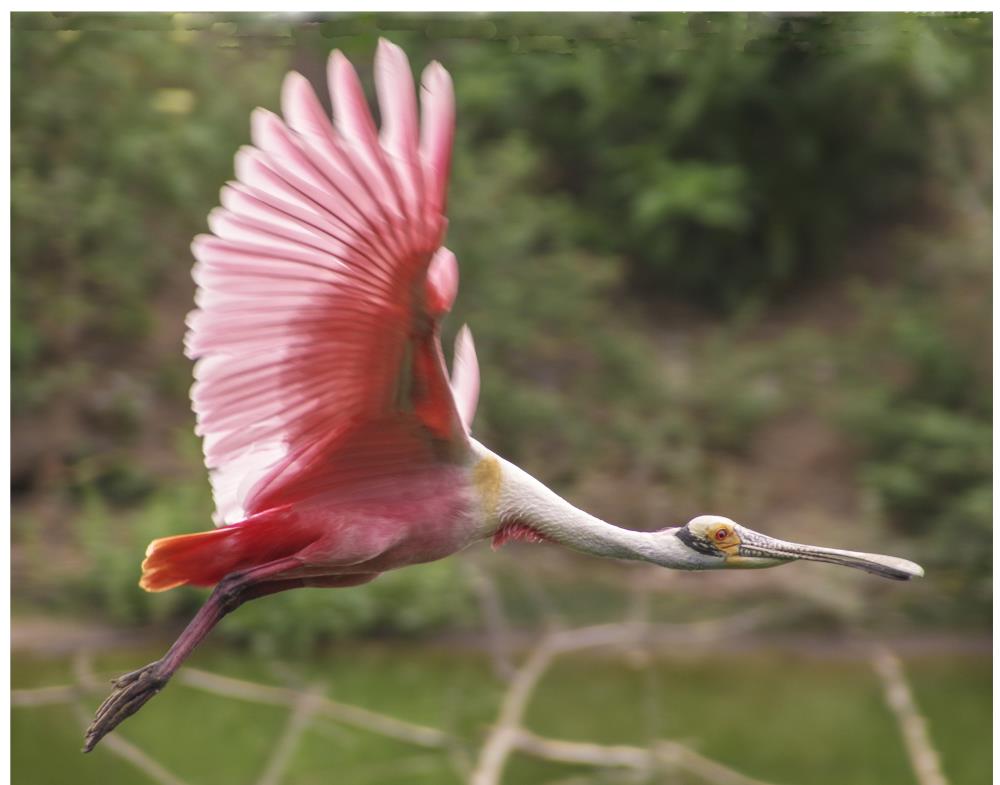 Flight (Roseate Spoonbill)