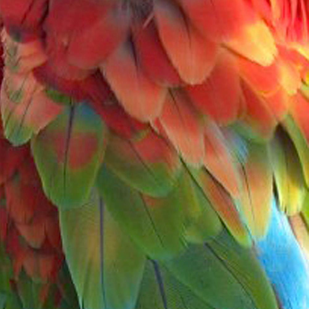 Green-winged Macaw Feathers