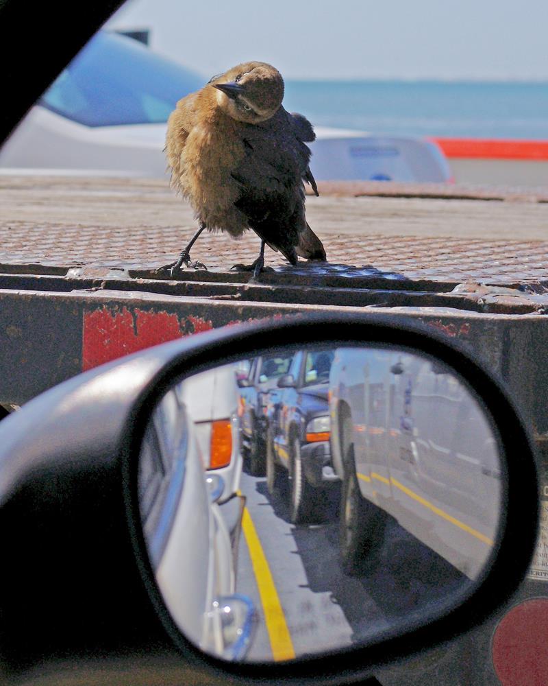 Hitchhiker on the Ferry