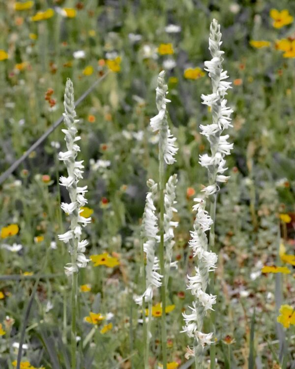 Ladies' Tresses (Native Orchid)