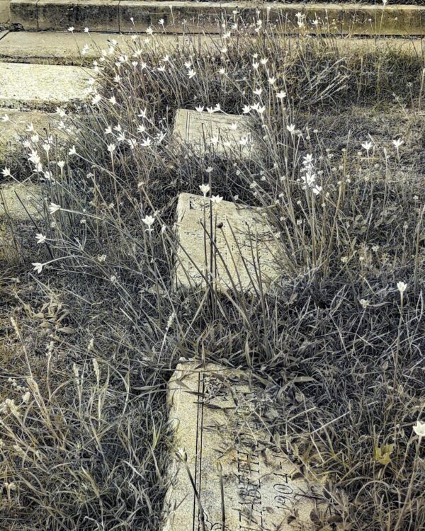 Rainlilies in Cemetery