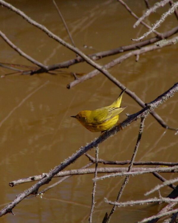 Yellow Warbler