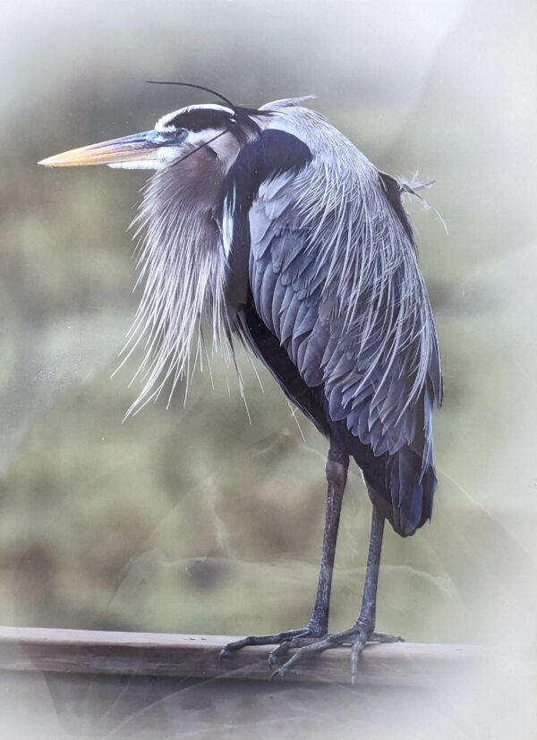 LeRoy (Blue Heron)