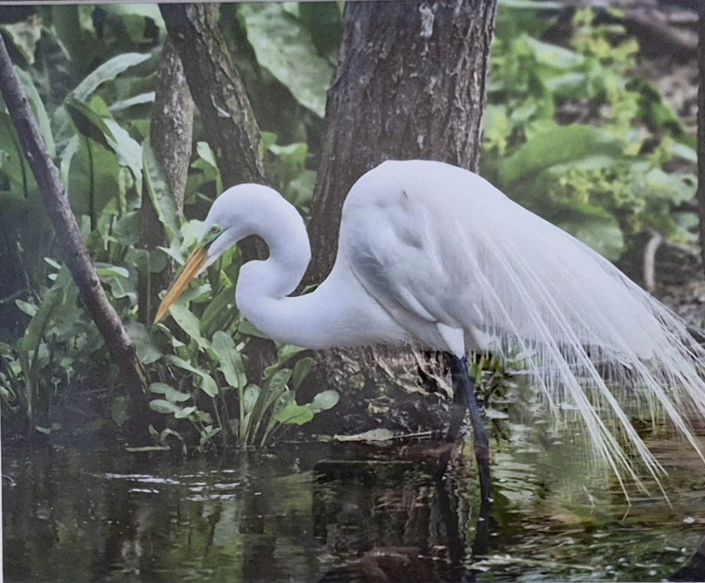 Swamp Egret
