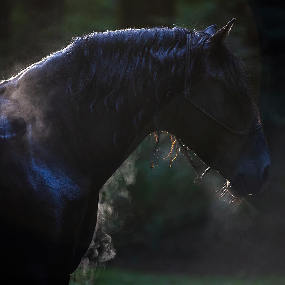 Black Andalusian Horse