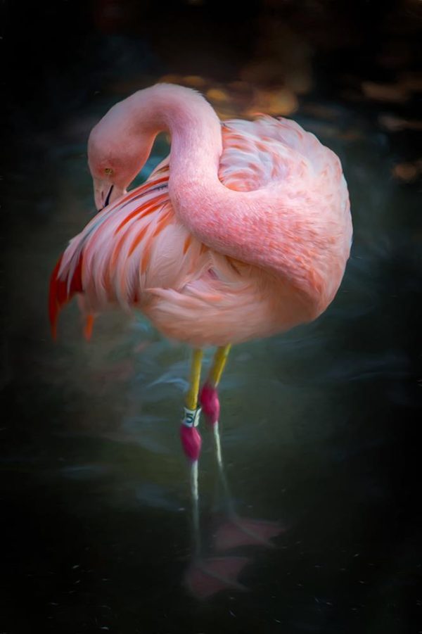 Flamingo #5