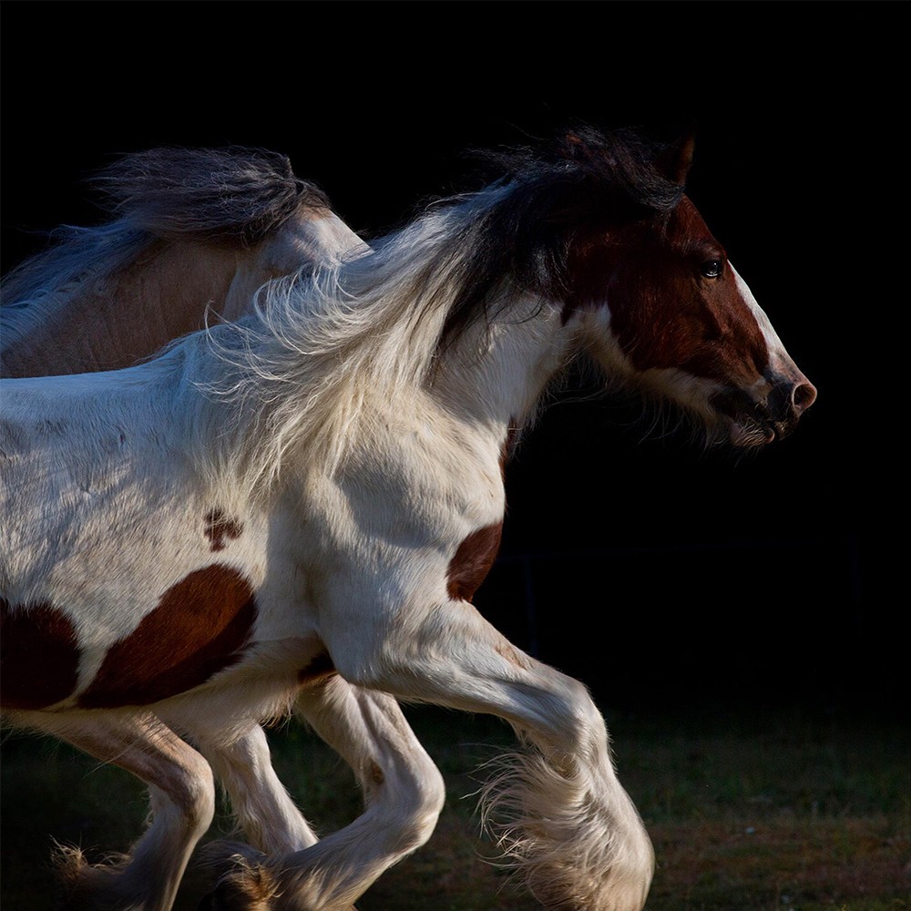 Gypsy Vanner