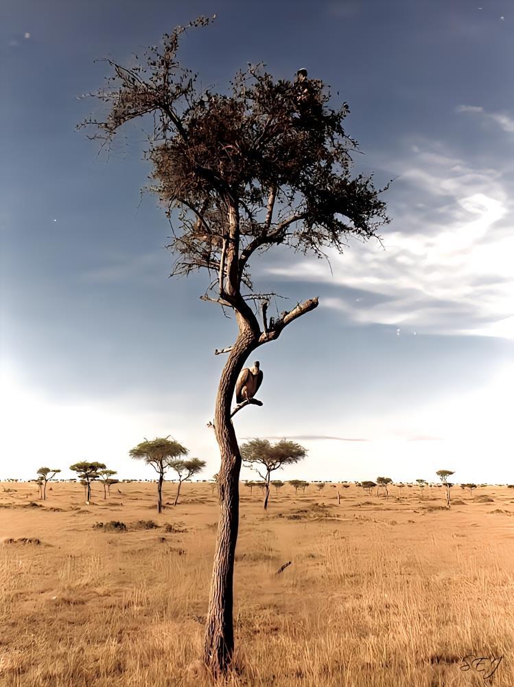 A Perch in the Serengeti