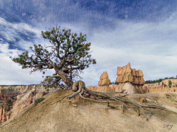 Bryce Canyon - Lounging Tree
