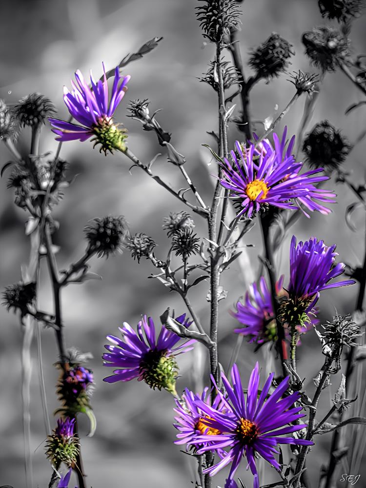 Fading Asters