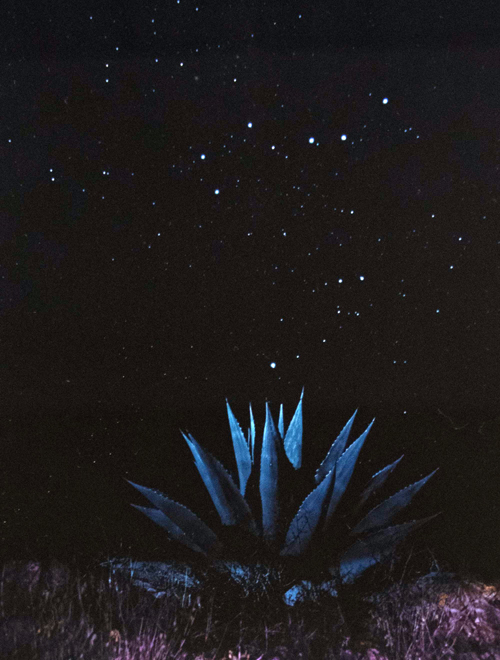 Desert Stars